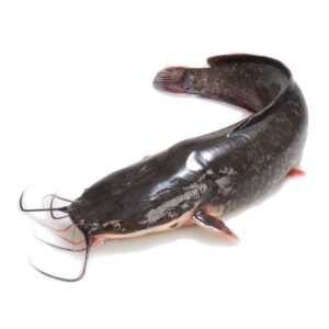 Catfish steak 900gm x 5