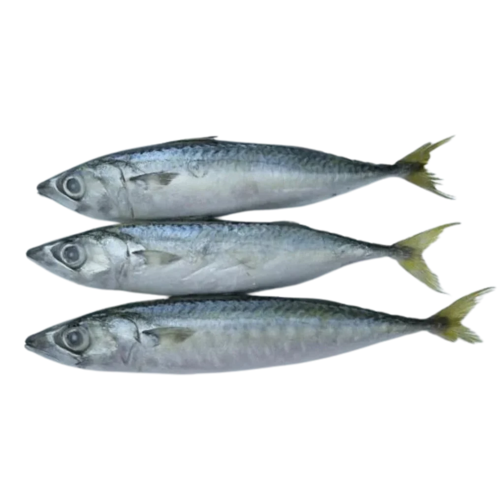 Mackeral (300-500)