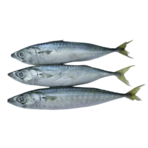 Mackeral (300-500)