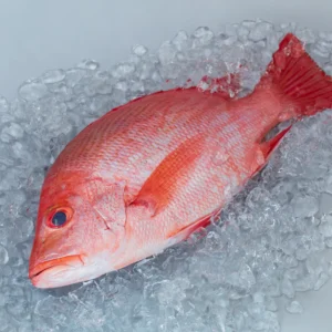 Red Snapper Clean