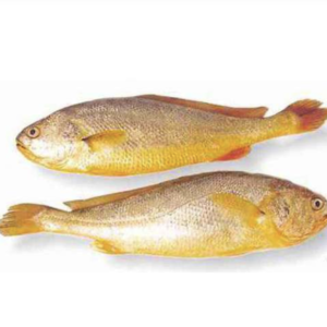 Yellow Croaker